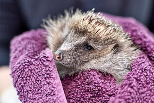 Care store poorly hedgehog